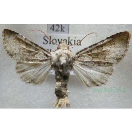 Hecatera dysodea (Denis & Schiffermüller, 1775) Ponocnica obłazówka Slovakia42k